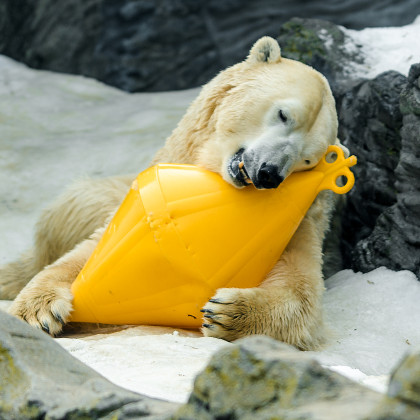 zaspančkan in utrujen