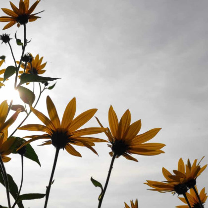 Seznam skladb za 27. 7. 2024, 14.00–18.00 (Mojca Teržan)