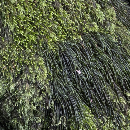 G2B (7.00–11.00) (UKK)