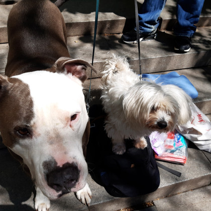 Kopca pod svobodnim soncem, Psiha by Jean Nikolič & rok pibernik 