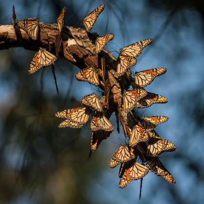 Edini monarhi, ki si ne zaslužijo giljotine