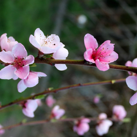 prunus persica