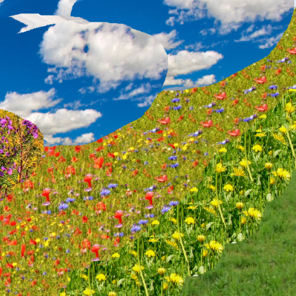  nizinski_ekstenzivno_gojeni_travnik