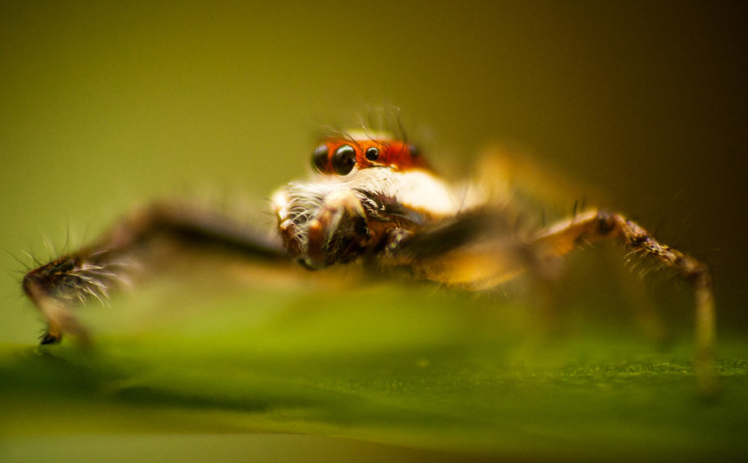 js sem en velik pajk