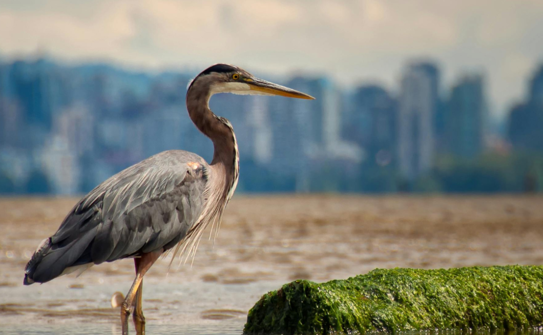 Great Blue Heron Standing On Water