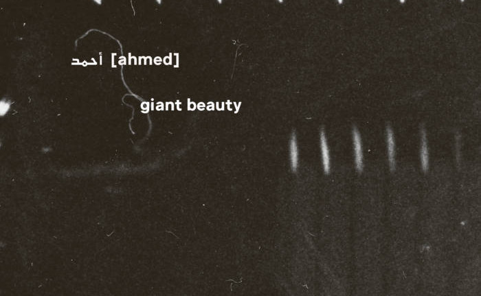 أحمد [Ahmed]: Giant Beauty