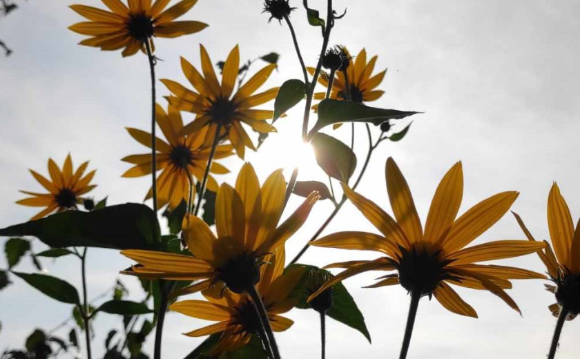 Seznam skladb za 20. 6. 2025, 7.00–11.00 (Mojca Teržan)