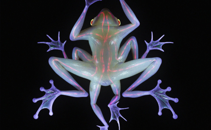 Ribeiroia: Limerence