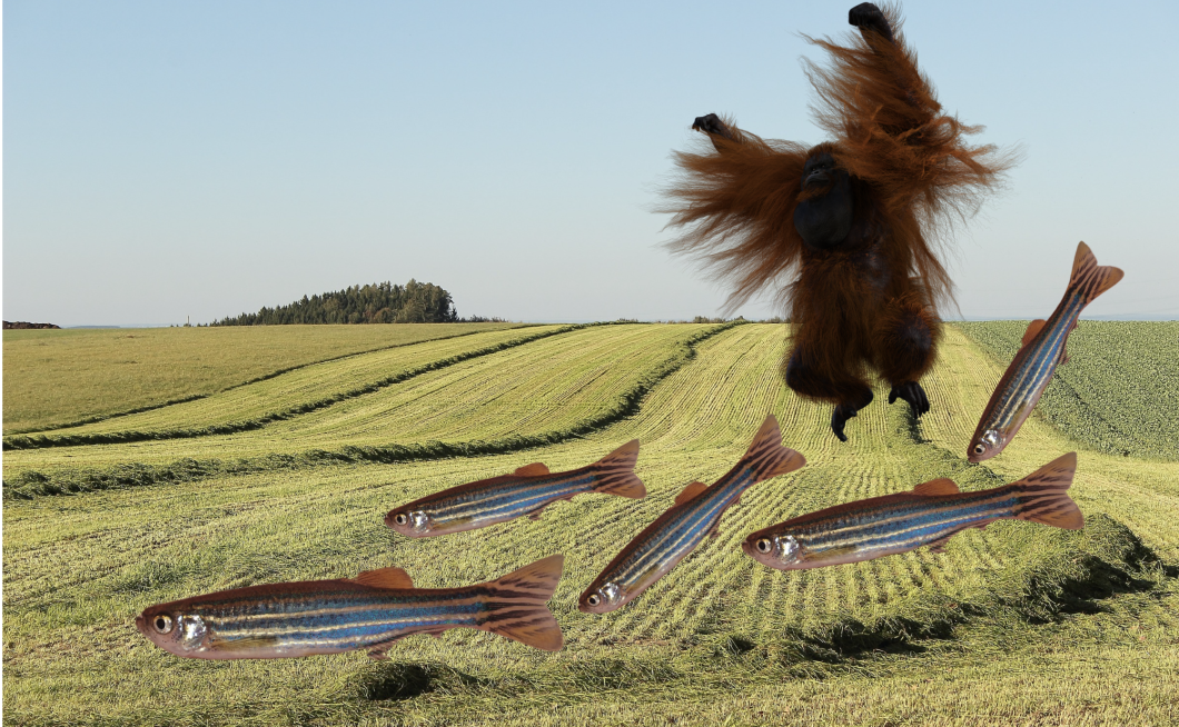 Čez pšenično polje plava pet rib vrste navadna zebrica, nad njimi pa poskakuje orangutan.