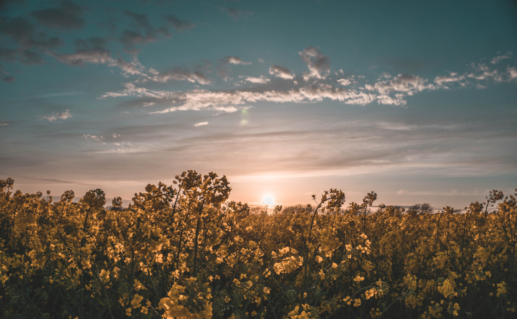 cveti cveti hudiček ohjoj